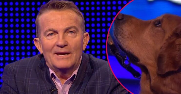 Bradley Walsh on The Chase / Dog on The Chase