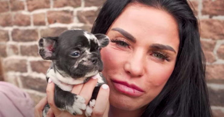 katie price puppy
